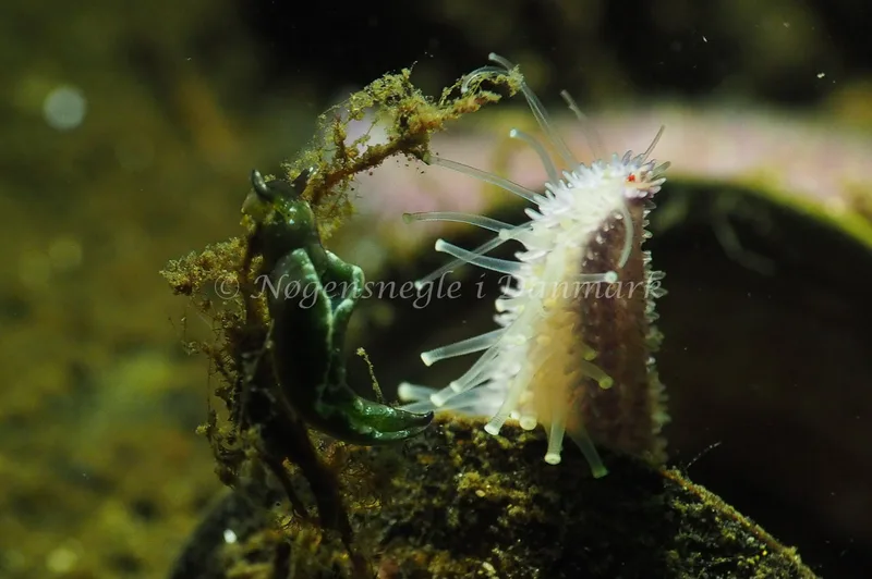 Elysia viridis - Sønderhav Strand - Foto: Jens Egon Jørgensen