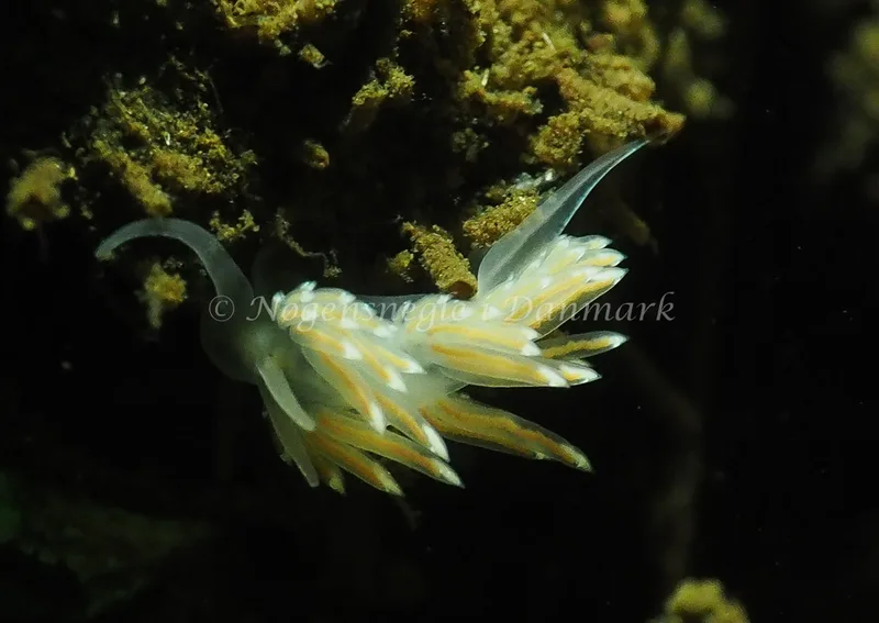 Facelina cf bostoniensis - Sønderhav Strand - Foto: Jens Egon Jørgensen
