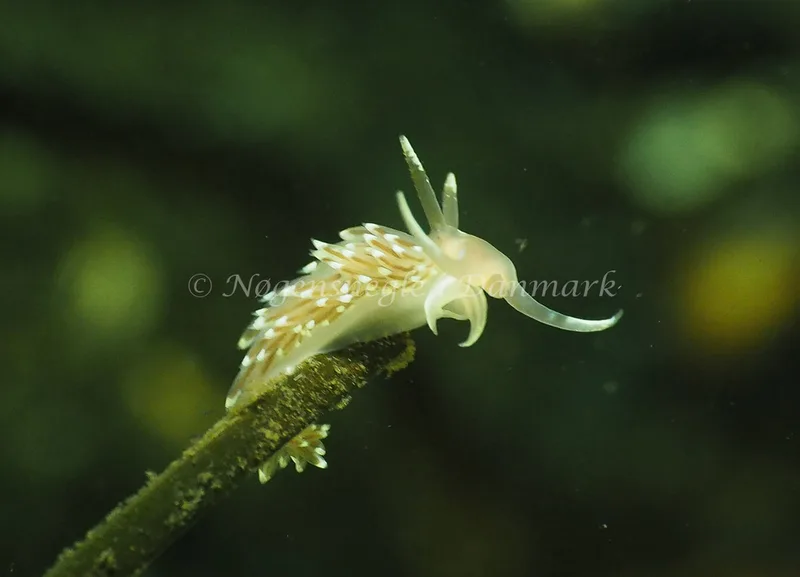 Facelina cf bostoniensis - Kollund Lillestrand - Foto: Jens Egon Jørgensen
