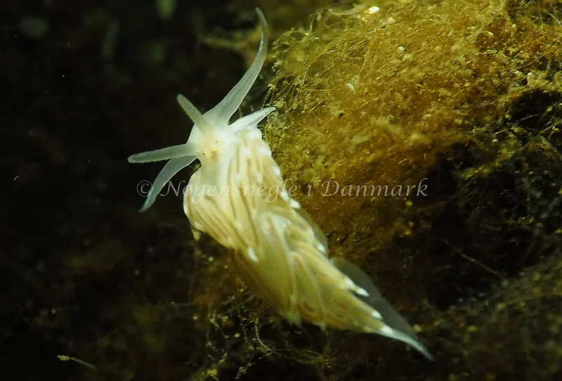 Facelina cf bostoniensis - Kollund Lillestrand - Foto: Jens Egon Jørgensen