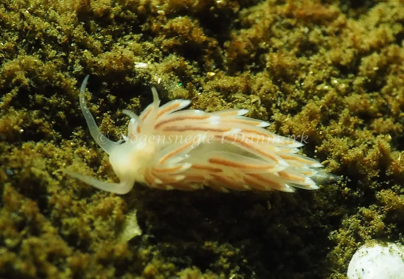 Facelina cf bostoniensis - Kollund Lillestrand - Foto: Jens Egon Jørgensen