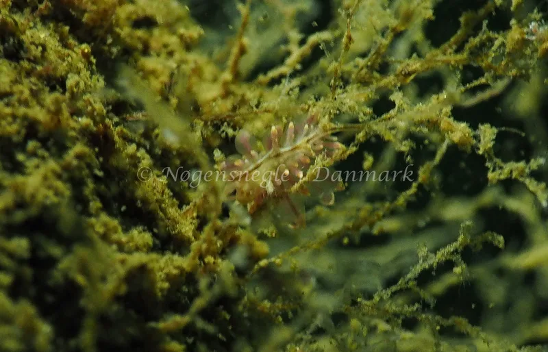 Eubranchus sp. - Kollund Lillestrand - Foto: Jens Egon Jørgensen
