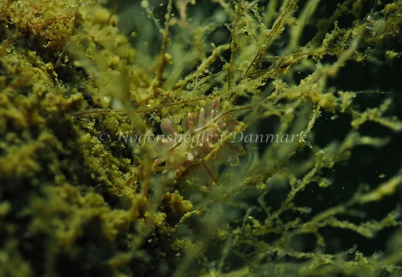 Eubranchus sp. - Kollund Lillestrand - Foto: Jens Egon Jørgensen