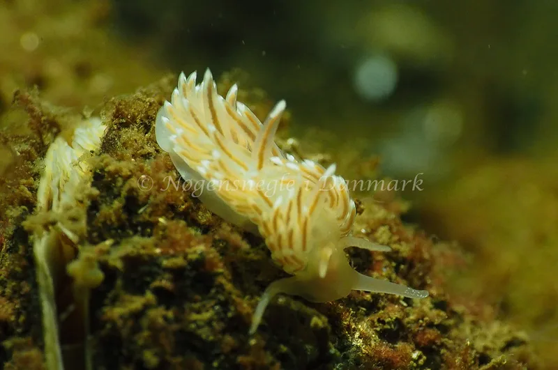 Facelina cf bostoniensis - Kollund Lillestrand - Foto: Jens Egon Jørgensen