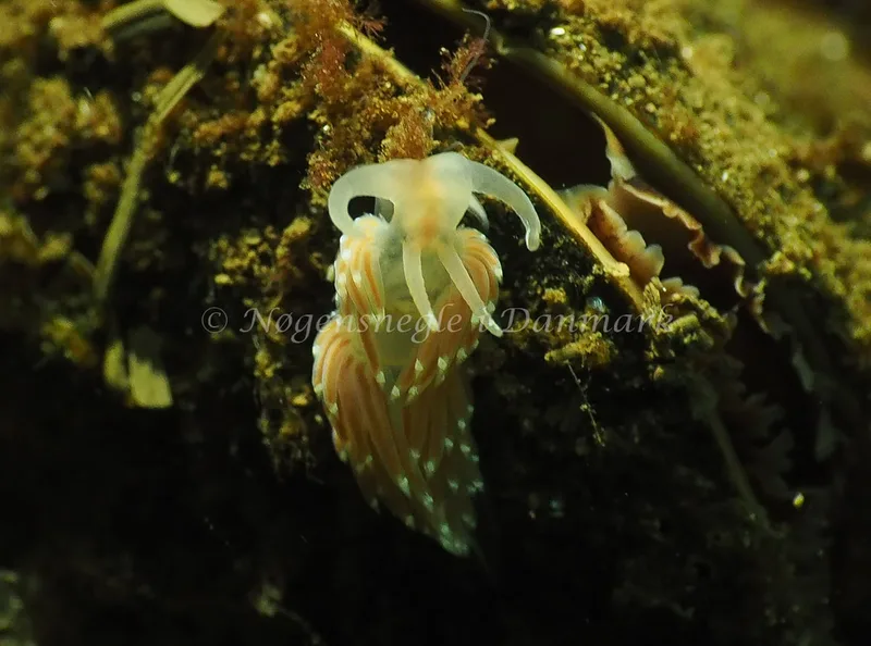 Facelina cf bostoniensis - Kollund Lillestrand - Foto: Jens Egon Jørgensen