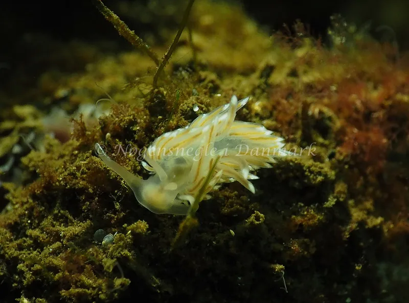 Facelina cf bostoniensis - Kollund Lillestrand - Foto: Jens Egon Jørgensen