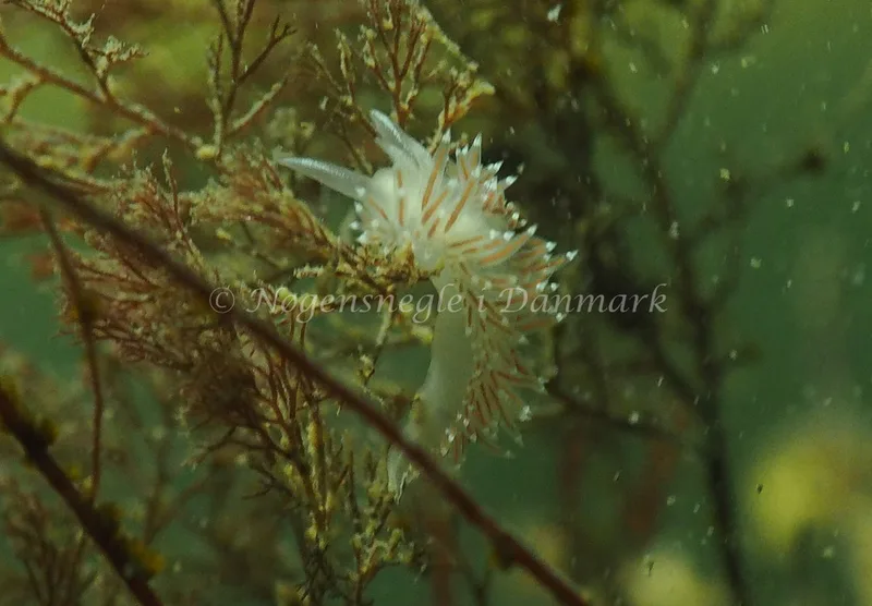 Coryphella verrucosa rufibranchialis - Lyngsbo Strand - Foto: Jens Egon Jørgensen