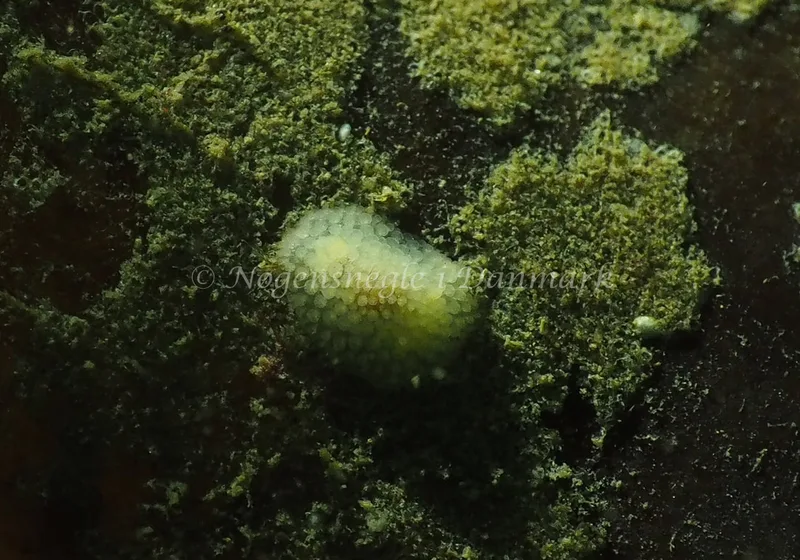 Onchidoris muricata - Lyngsbo Strand - Foto: Jens Egon Jørgensen
