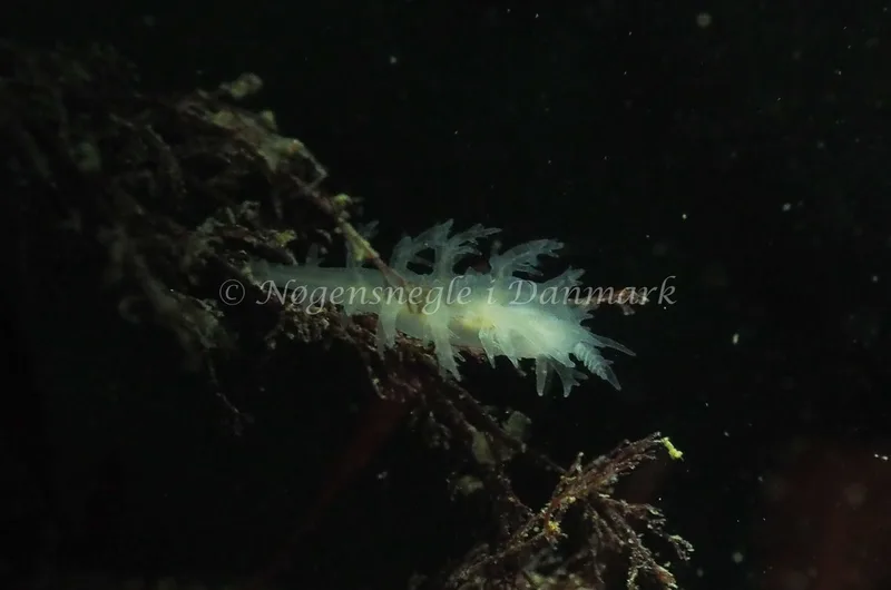 Dendronotus lacteus - Lyngsbo Strand - Foto: Jens Egon Jørgensen