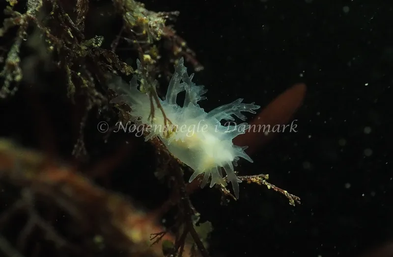 Dendronotus lacteus - Lyngsbo Strand - Foto: Jens Egon Jørgensen