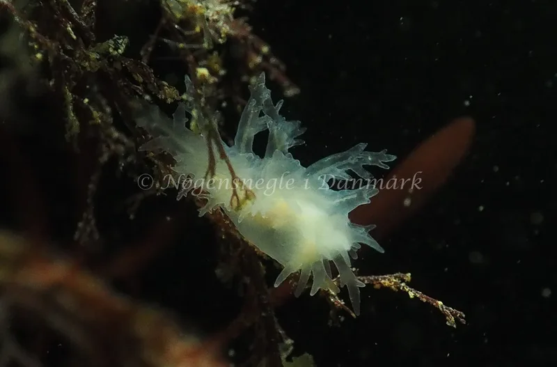 Dendronotus lacteus - Lyngsbo Strand - Foto: Jens Egon Jørgensen