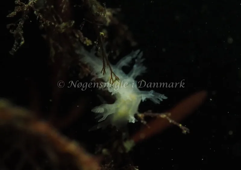 Dendronotus lacteus - Lyngsbo Strand - Foto: Jens Egon Jørgensen