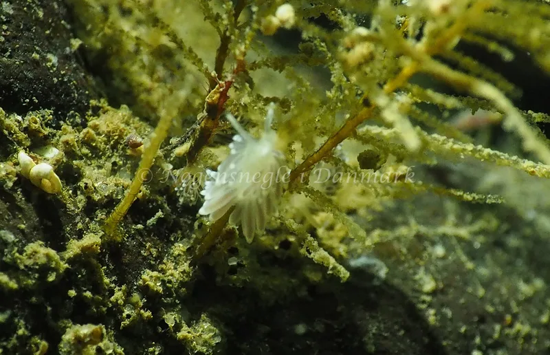 Cuthonella concinna - Lyngsbo Strand - Foto: Jens Egon Jørgensen