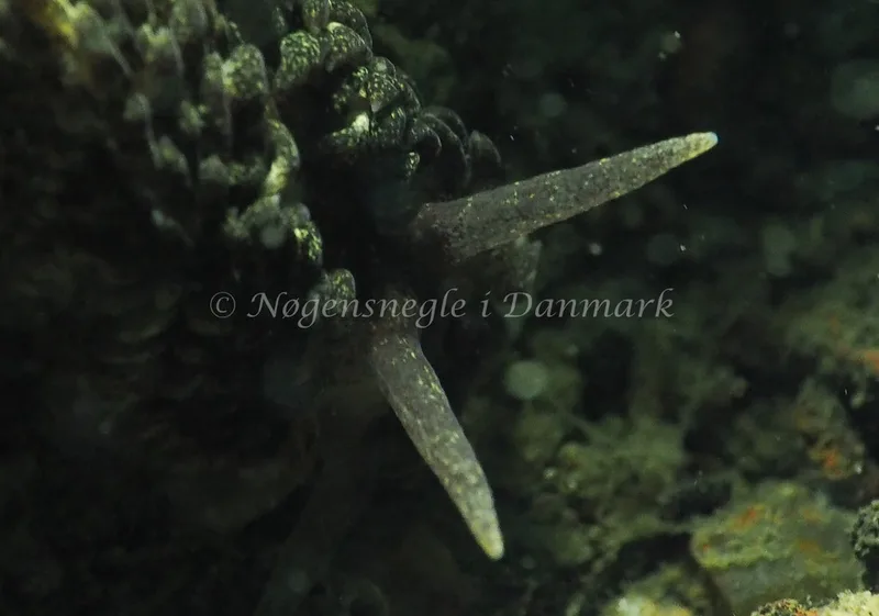 Aeolidia papillosa - Ammoniakhavnen - Foto: Jens Egon Jørgensen