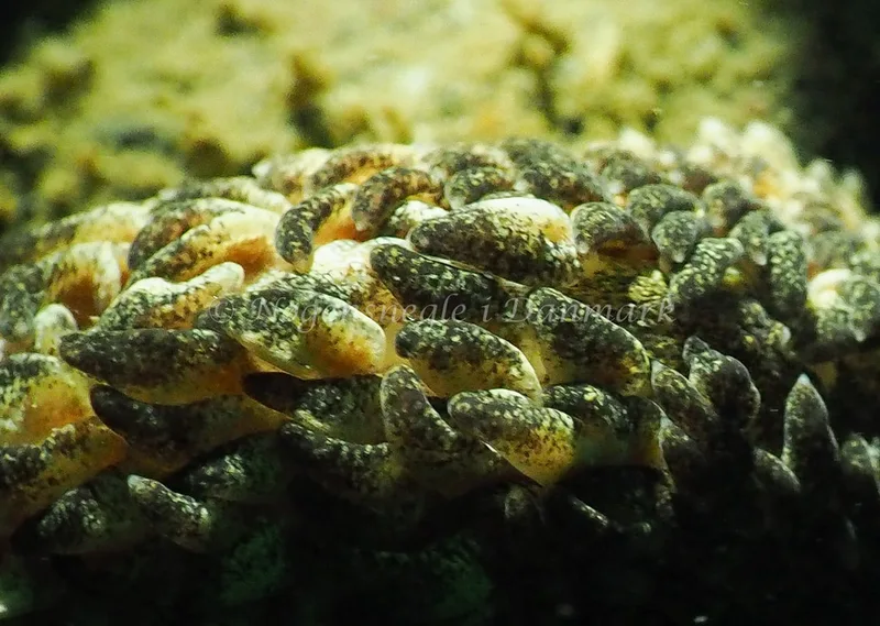 Aeolidia papillosa - Ammoniakhavnen - Foto: Jens Egon Jørgensen