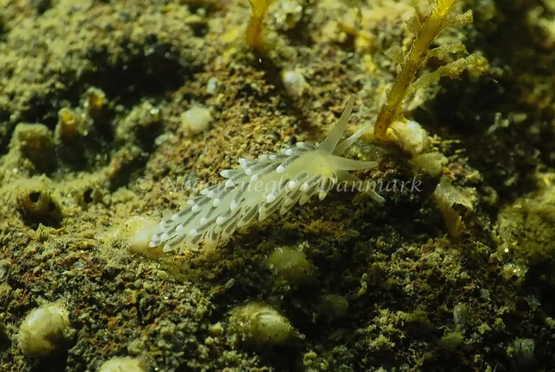 Cuthonella concinna - Lyngsbo Strand - Foto: Jens Egon Jørgensen