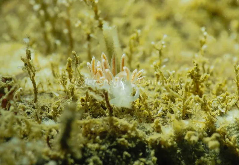 Gulenia monicae - Lyngsbo Strand - Foto: Jens Egon Jørgensen