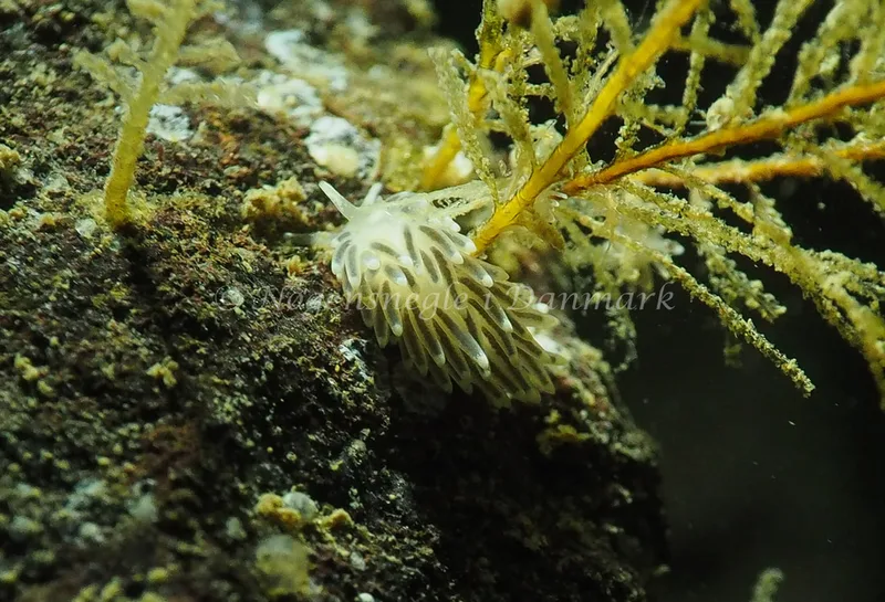 Gulenia monicae - Lyngsbo Strand - Foto: Jens Egon Jørgensen