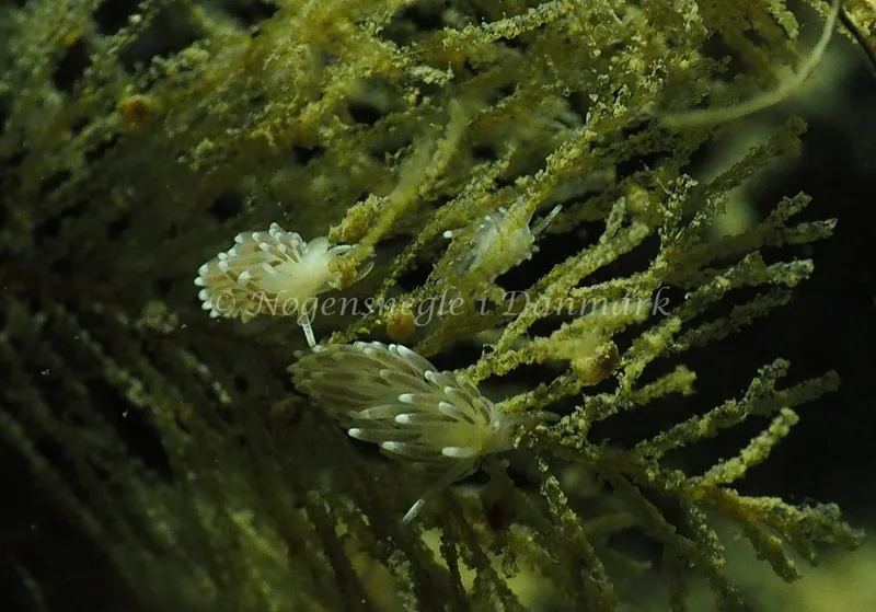 Cuthonella concinna - Lyngsbo Strand - Foto: Jens Egon Jørgensen