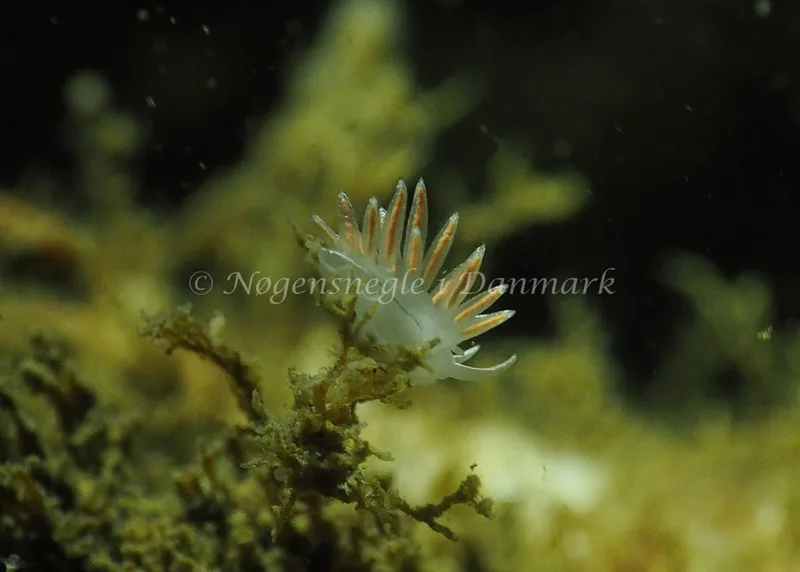 Gulenia monicae - Lyngsbo Strand - Foto: Jens Egon Jørgensen