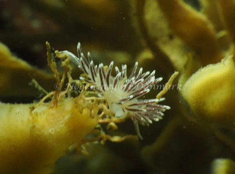 Gulenia monicae - Lyngsbo Strand - Foto: Jens Egon Jørgensen