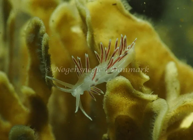 Gulenia monicae - Lyngsbo Strand - Foto: Jens Egon Jørgensen