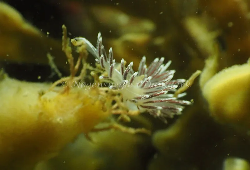 Gulenia monicae - Lyngsbo Strand - Foto: Jens Egon Jørgensen