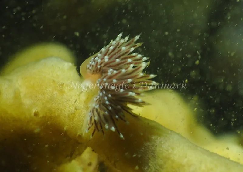 Gulenia monicae - Lyngsbo Strand - Foto: Jens Egon Jørgensen
