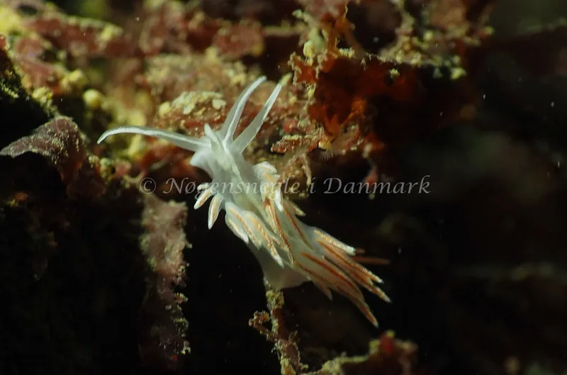 Gulenia monicae - Lyngsbo Strand - Foto: Jens Egon Jørgensen