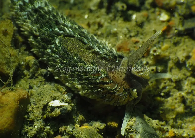 Aeolidia papillosa - Ammoniakhavnen - Foto: Jens Egon Jørgensen