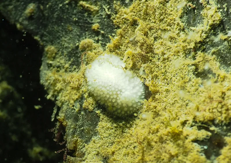 Onchidoris muricata - Lyngsbo Strand - Foto: Jens Egon Jørgensen