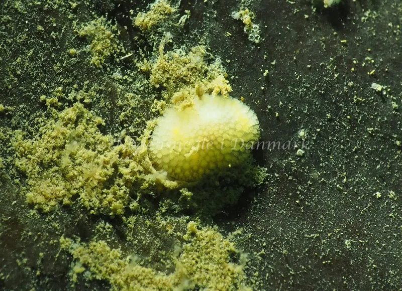 Onchidoris muricata - Lyngsbo Strand - Foto: Jens Egon Jørgensen