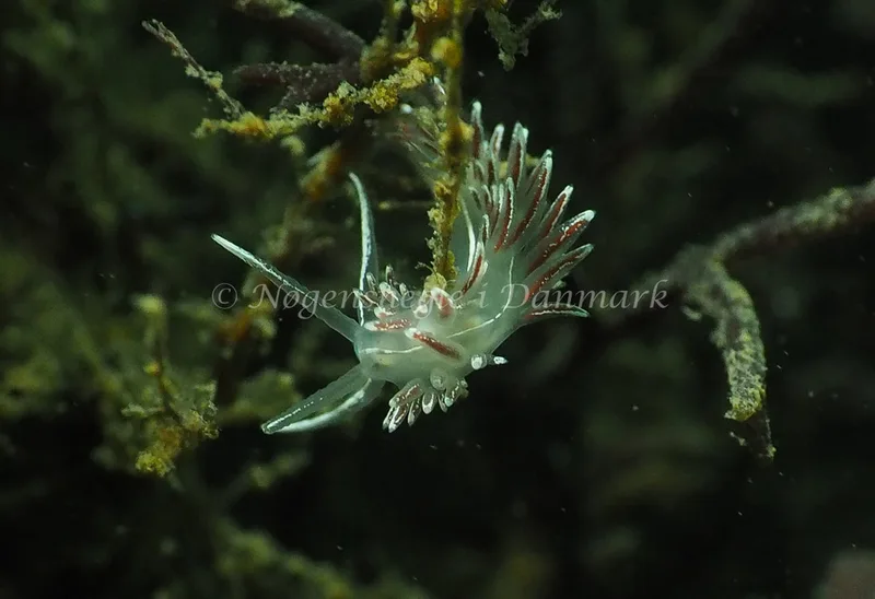 Gulenia monicae - Lyngsbo Strand - Foto: Jens Egon Jørgensen