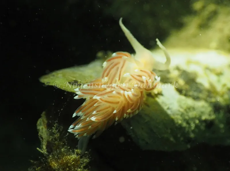 Facelina bostoniensis - Ammoniakhavnen - Foto: Jens Egon Jørgensen