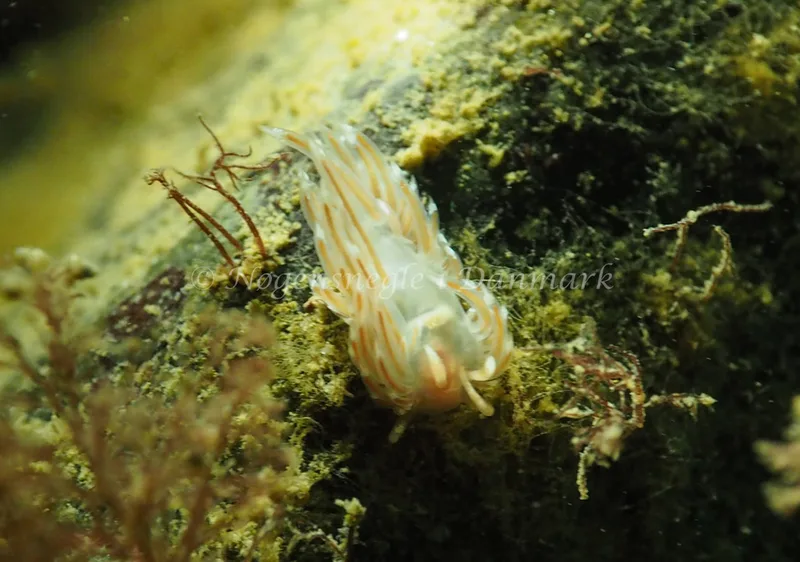 Facelina bostoniensis - Ammoniakhavnen - Foto: Jens Egon Jørgensen