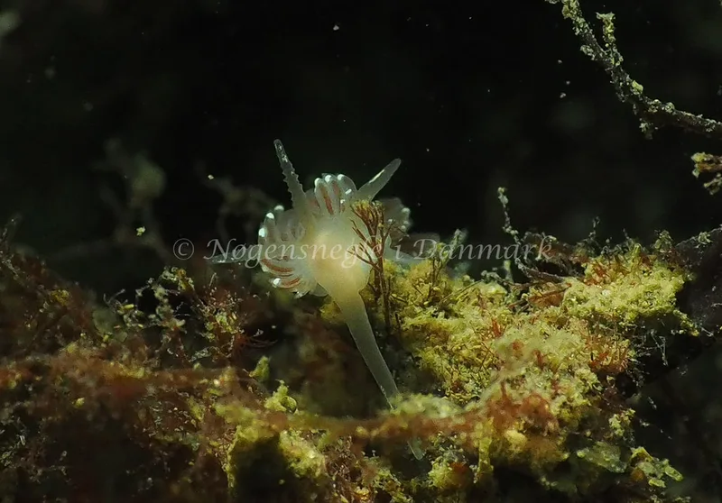 Facelina bostoniensis - Ammoniakhavnen - Foto: Jens Egon Jørgensen