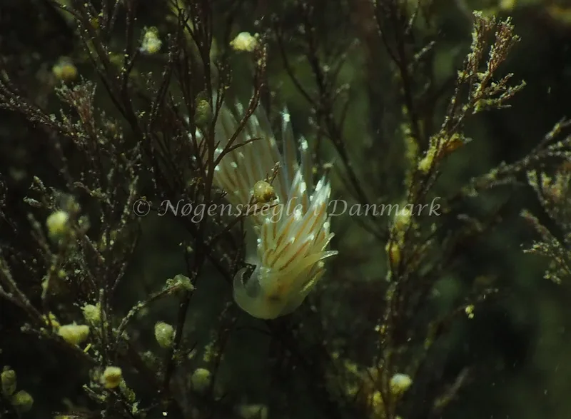 Facelina bostoniensis - Ammoniakhavnen - Foto: Jens Egon Jørgensen