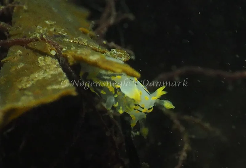 Polycera quadrilineata - Søbadet - Foto: Jens Egon Jørgensen