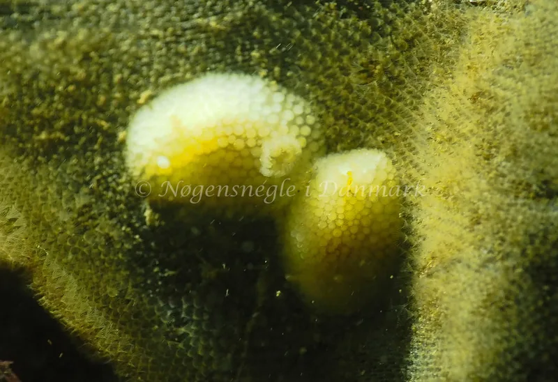 Onchidoris muricata - Søbadet - Foto: Jens Egon Jørgensen