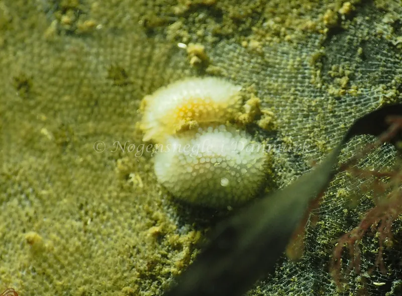 Onchidoris muricata - Søbadet - Foto: Jens Egon Jørgensen