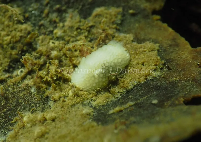Onchidoris muricata - Søbadet - Foto: Jens Egon Jørgensen