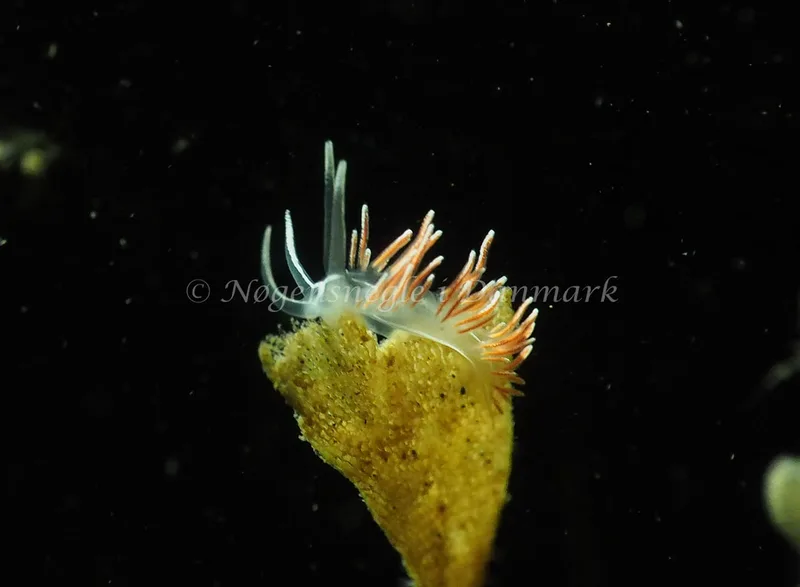 Gulenia monicae - Søbadet - Foto: Jens Egon Jørgensen