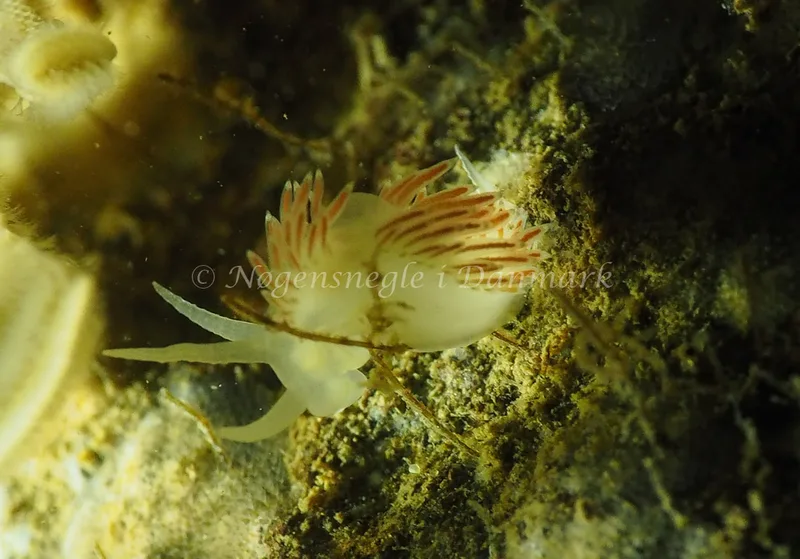 Gulenia monicae - Søbadet - Foto: Jens Egon Jørgensen