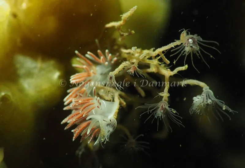 Gulenia monicae - Søbadet - Foto: Jens Egon Jørgensen