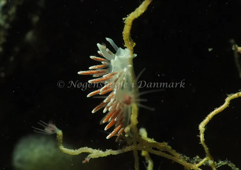 Gulenia monicae - Søbadet - Foto: Jens Egon Jørgensen