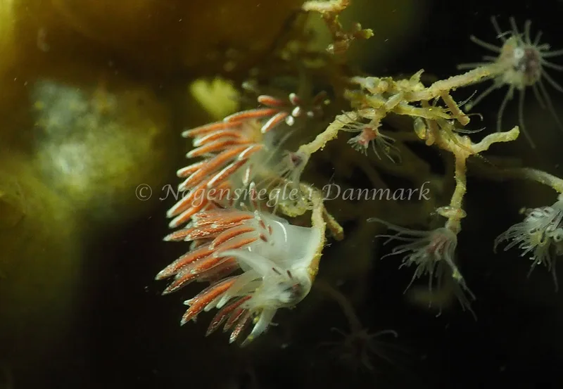 Gulenia monicae - Søbadet - Foto: Jens Egon Jørgensen