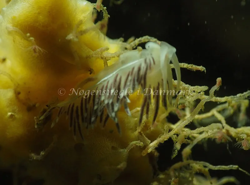 Gulenia monicae - Søbadet - Foto: Jens Egon Jørgensen