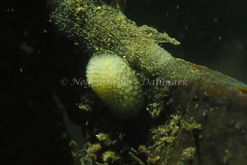 Onchidoris muricata - Søbadet - Foto: Jens Egon Jørgensen