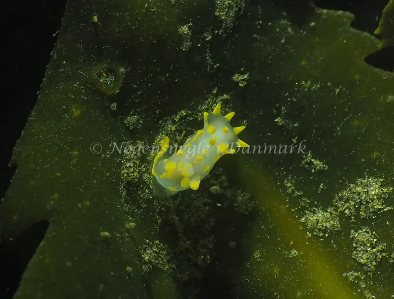 Polycera quadrilineata - Søbadet - Foto: Jens Egon Jørgensen