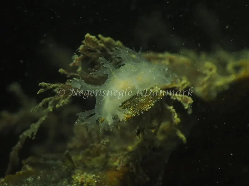 Dendronotus lacteus - Søbadet - Foto: Jens Egon Jørgensen